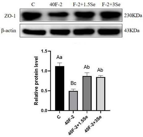 Application of chitosan oligosaccharide selenium in relieving pig intestinal barrier injury caused by F-2 toxin