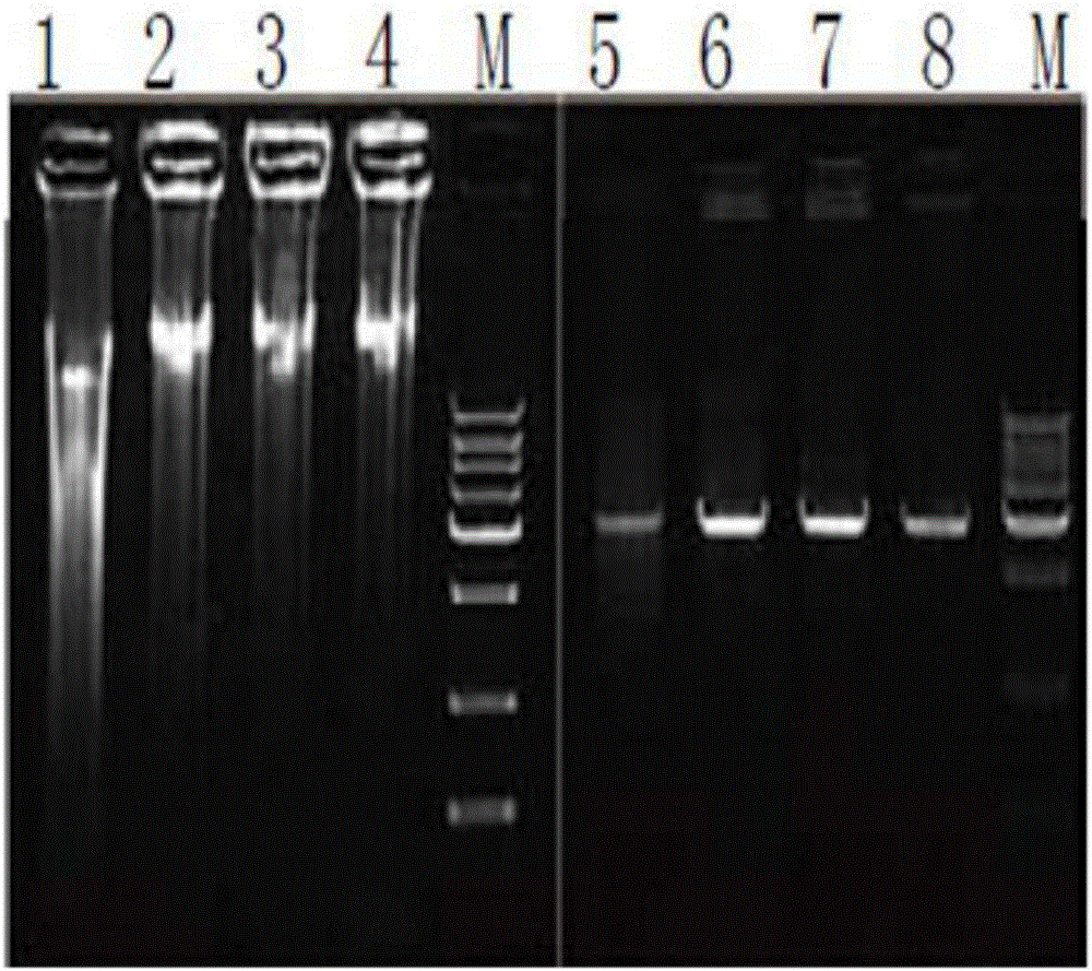 Preparation method and application of phi29 DNA polymerase