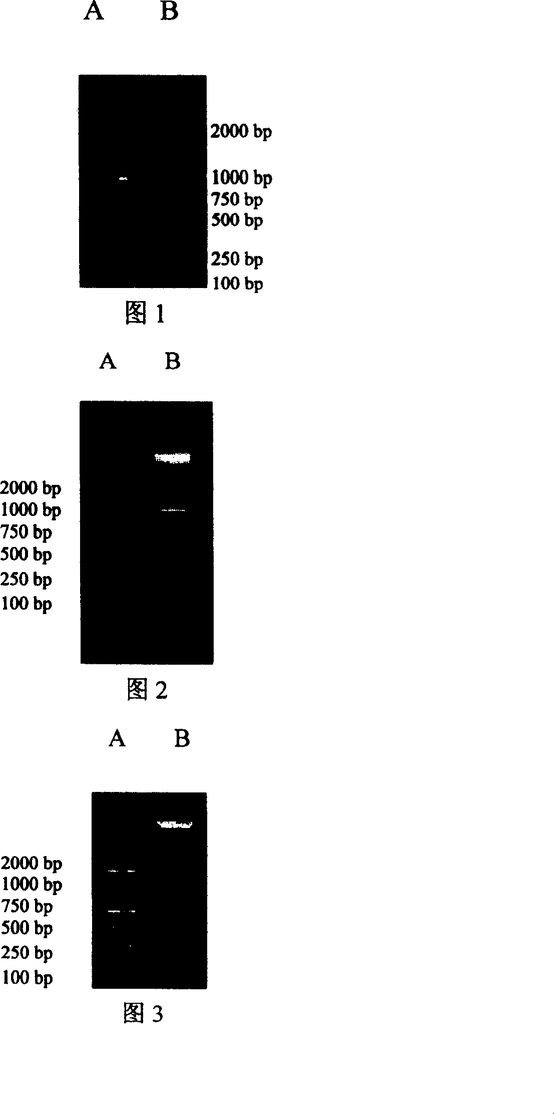 Recombinant antigen protein for diagnosing ox tuberculosis and its prepn process