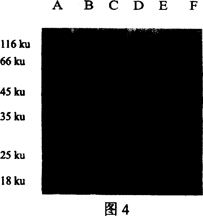 Recombinant antigen protein for diagnosing ox tuberculosis and its prepn process