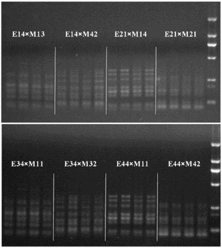 Method for screening manganese/cadmium absorption efficient ecological phytolacca americana