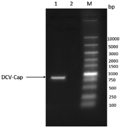 Duck circovirus genetic engineering subunit vaccine and preparation method and application thereof