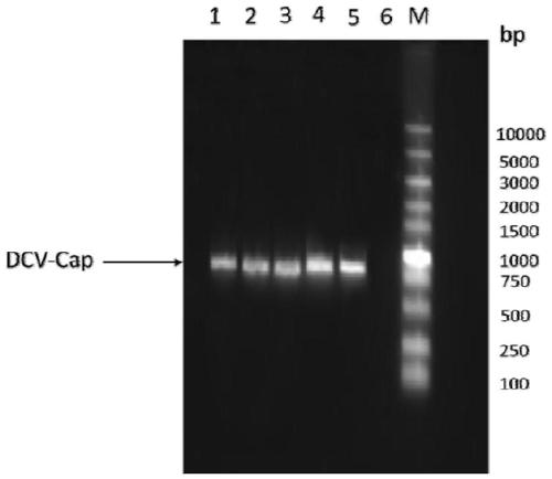 Duck circovirus genetic engineering subunit vaccine and preparation method and application thereof