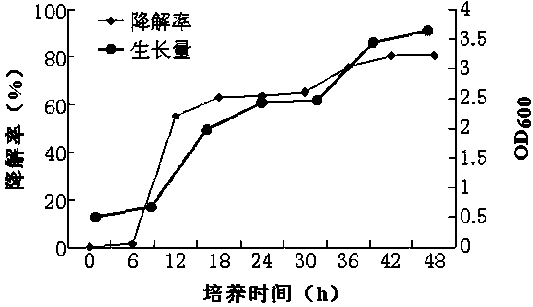 Efficient grease degrading bacterium and application thereof
