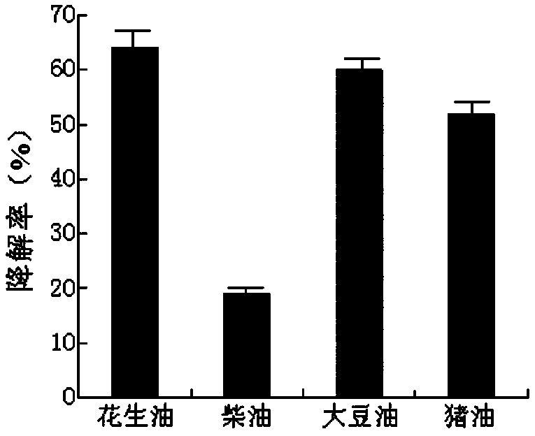 Efficient grease degrading bacterium and application thereof