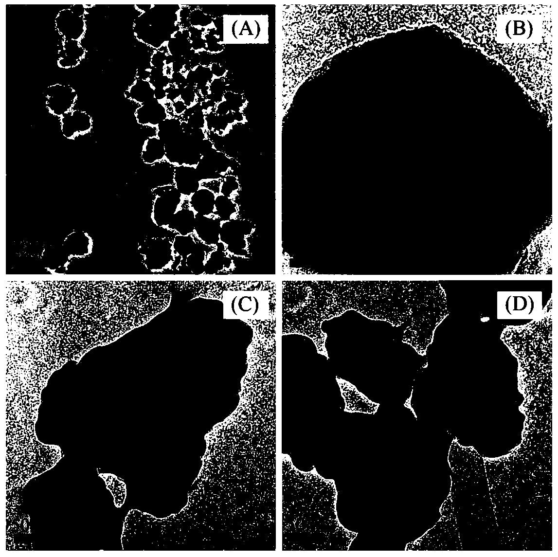 Preparation method and application of long-afterglow molecularly imprinted polymer