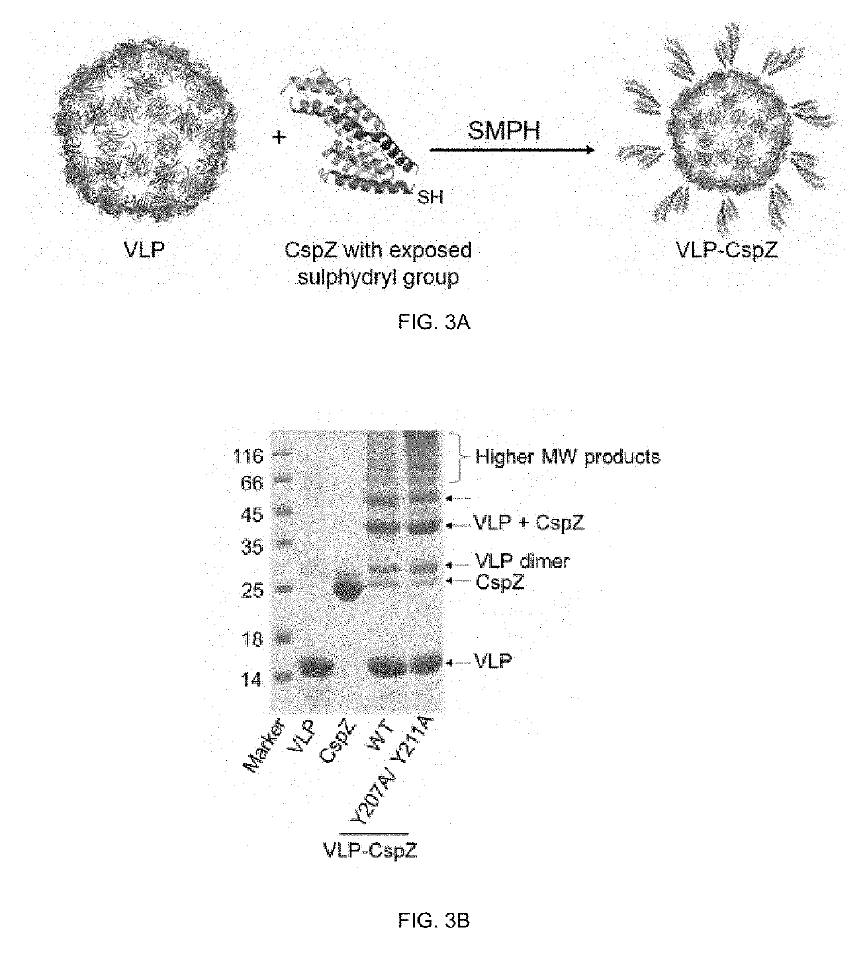 Composition and method for generating immunity to borrelia burgdorferi