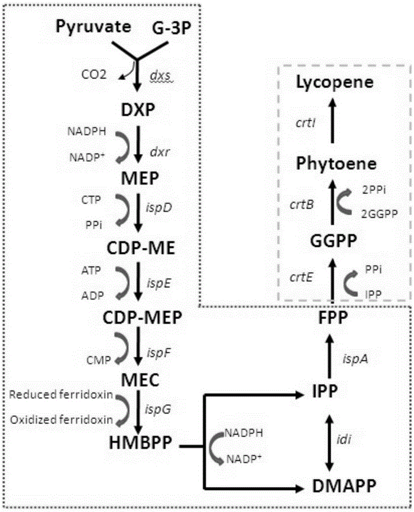 A recombinant bacterium producing lycopene and its application