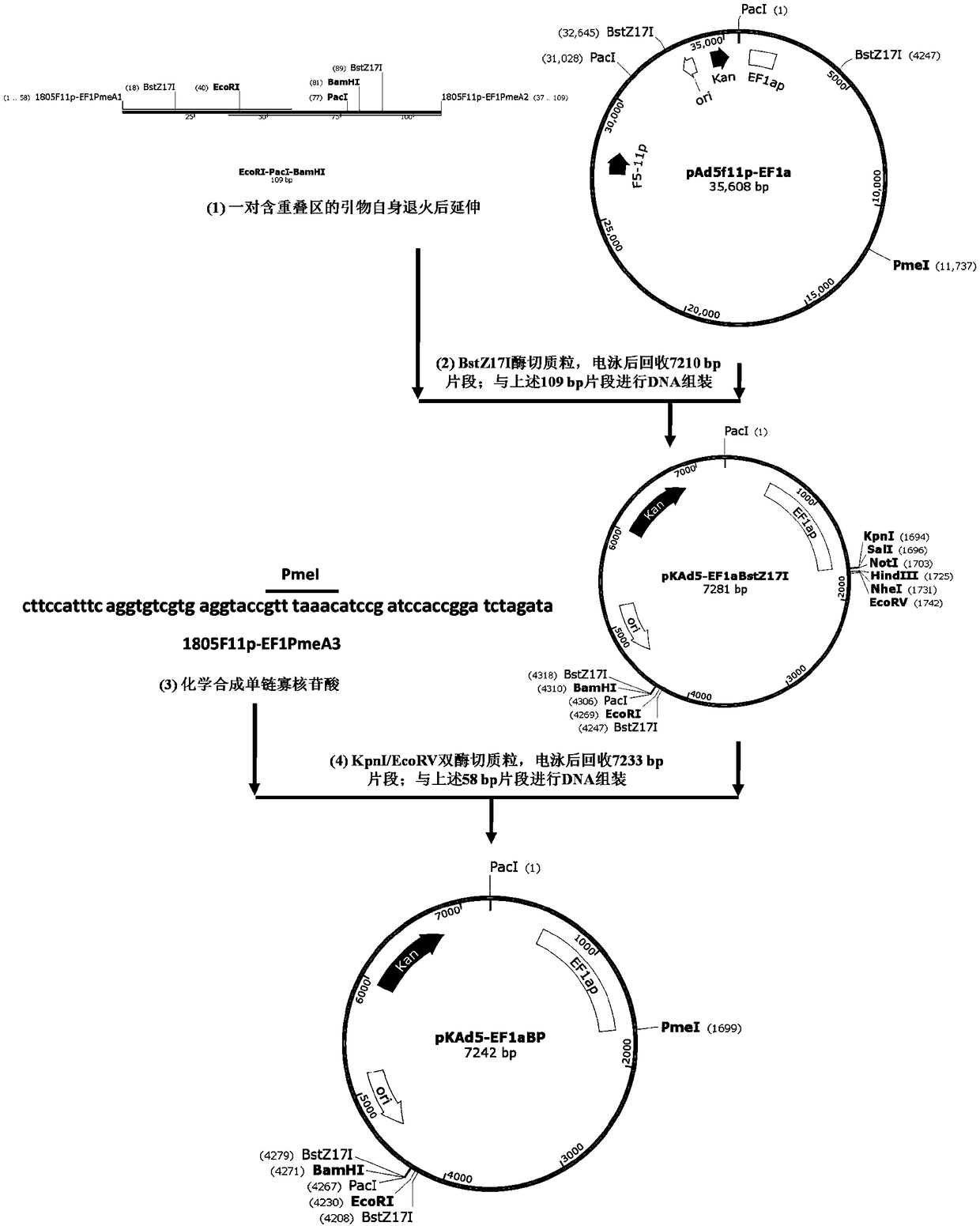 Adenoviral vector system and recombinant adenovirus construction method
