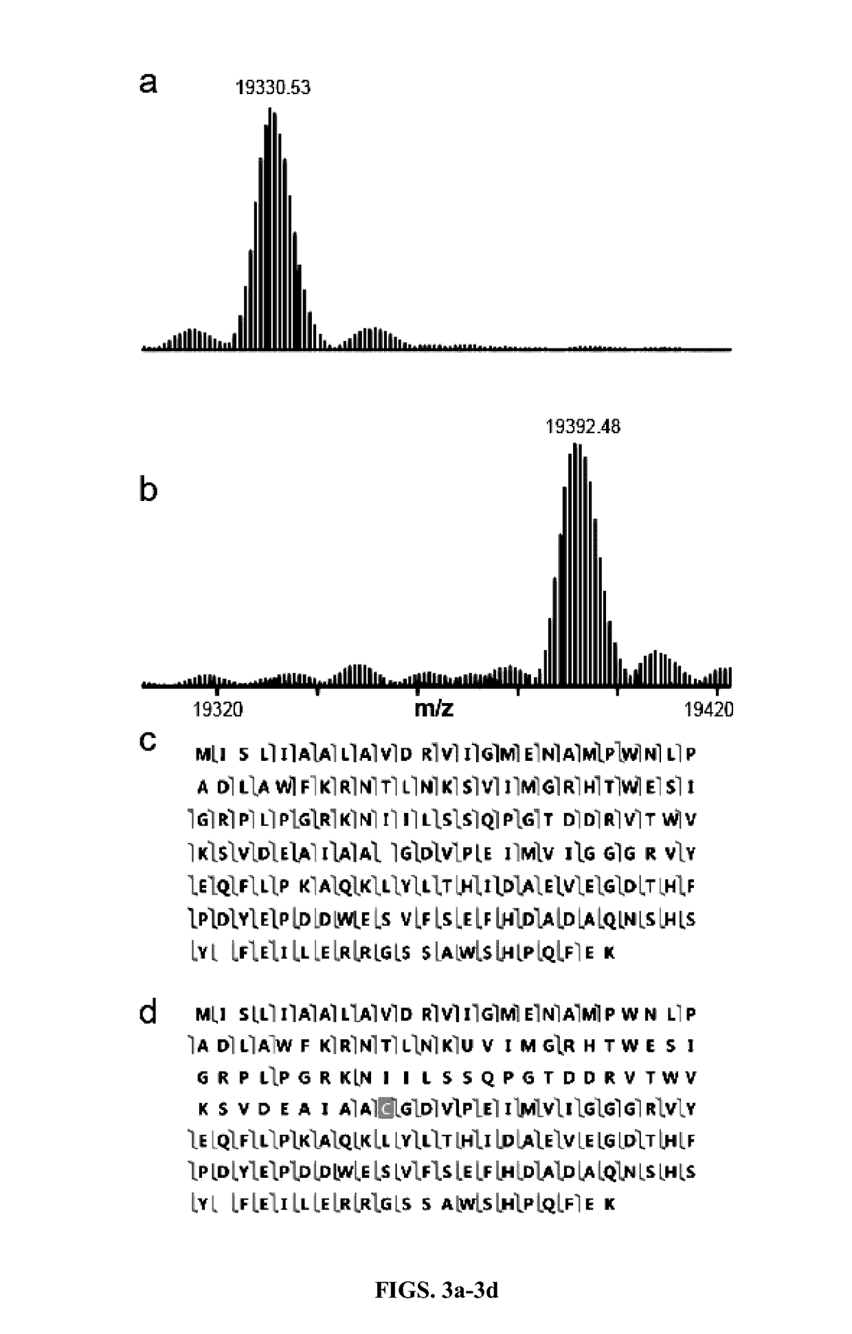 Transgenic bacteria with expanded amino acid usage and nucleic acid molecules for use in the same