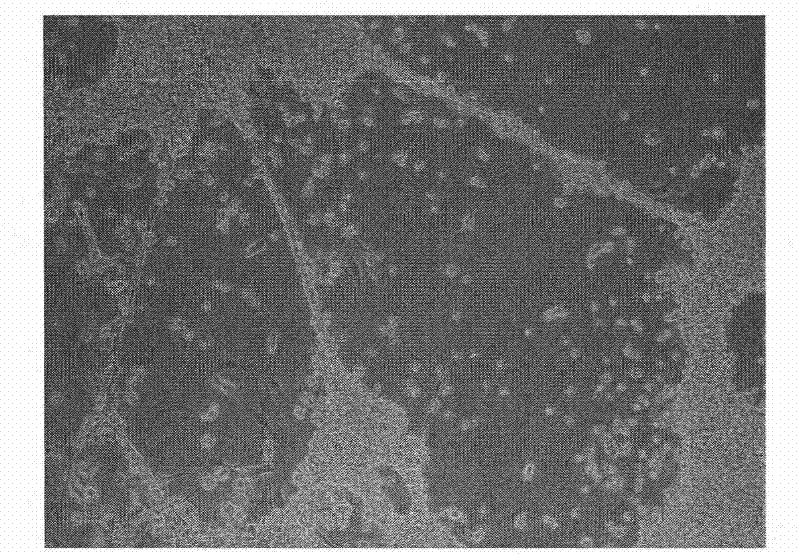 Method for separating and purifying oligodendrocyte precursor cells