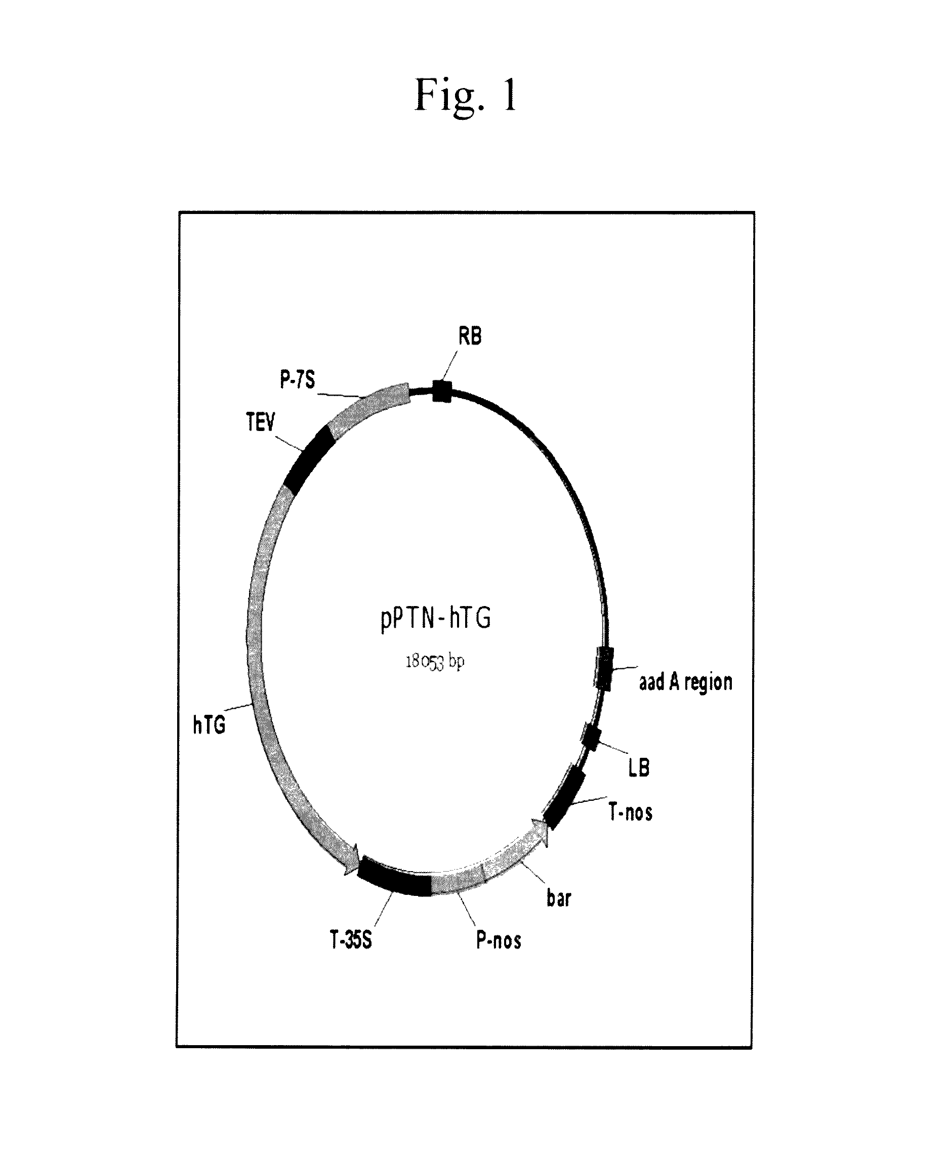 Immunoassay for detecting thyroglobulin utilizing soybean produced recombinant thyroglobulin