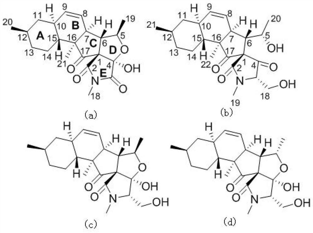 Novel fusarisetin herbicide derived from marine fungus, preparation method and application