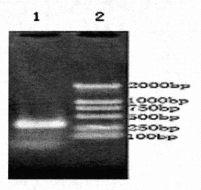 B-cell antigenic multi-epitope peptide linked in tandem in OmpU of vibrio mimicus, making method and application thereof