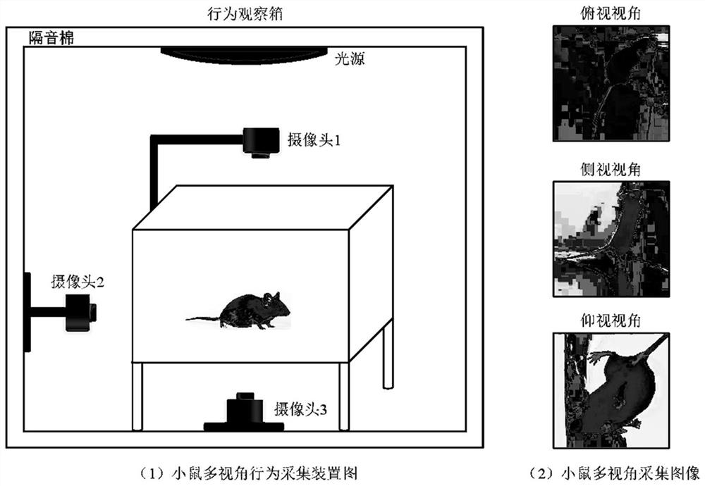 Mouse behavior quantitative analysis method and device, equipment and readable storage medium