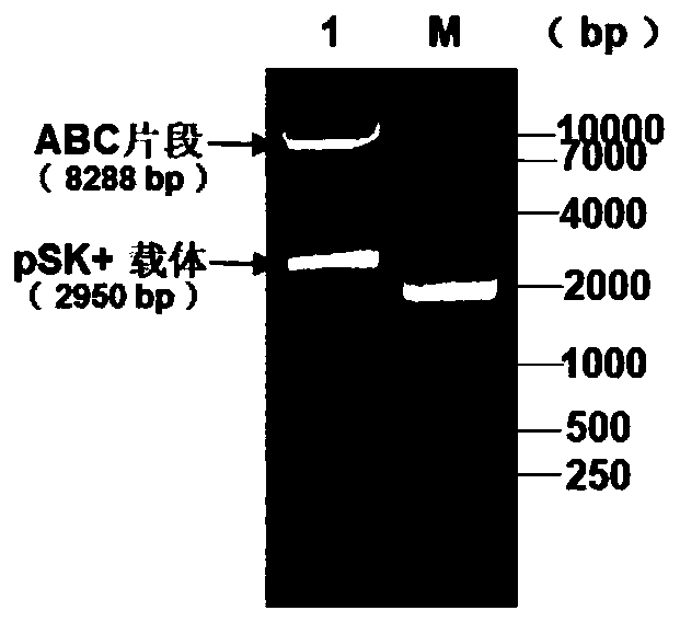 Mutant foot-and-mouth disease virus infectious clone and preparation method and application thereof