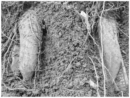 Shallow-growing directional cultivation method for dioscorea opposita
