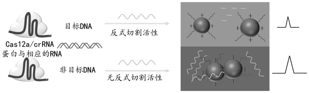 Surface enhanced Raman spectrum detection method for gene based on CRISPR/Cas12a protein