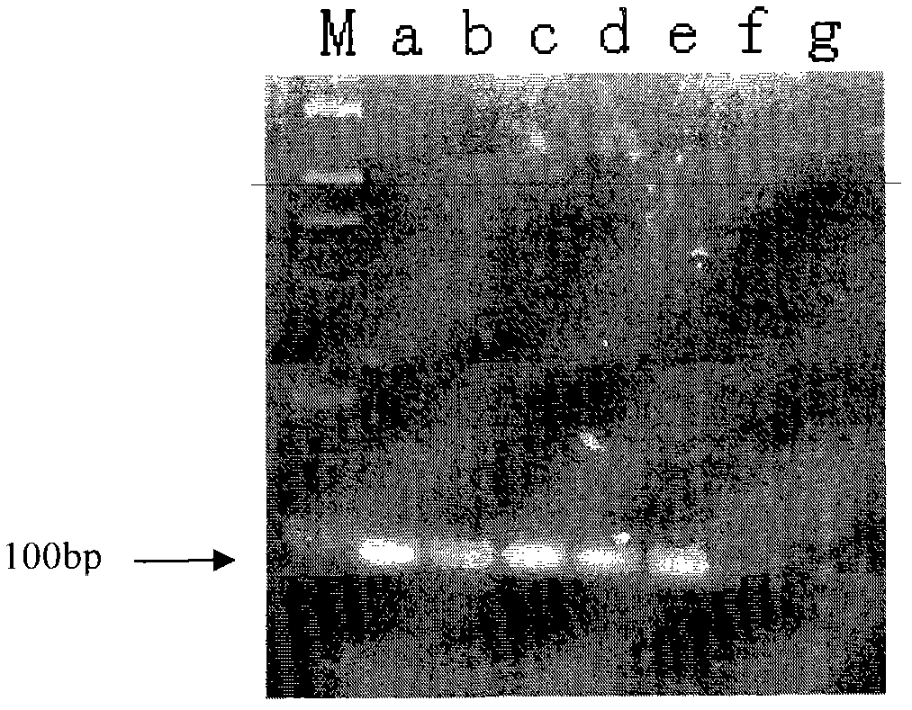 Bio-barcode detection method for ricin