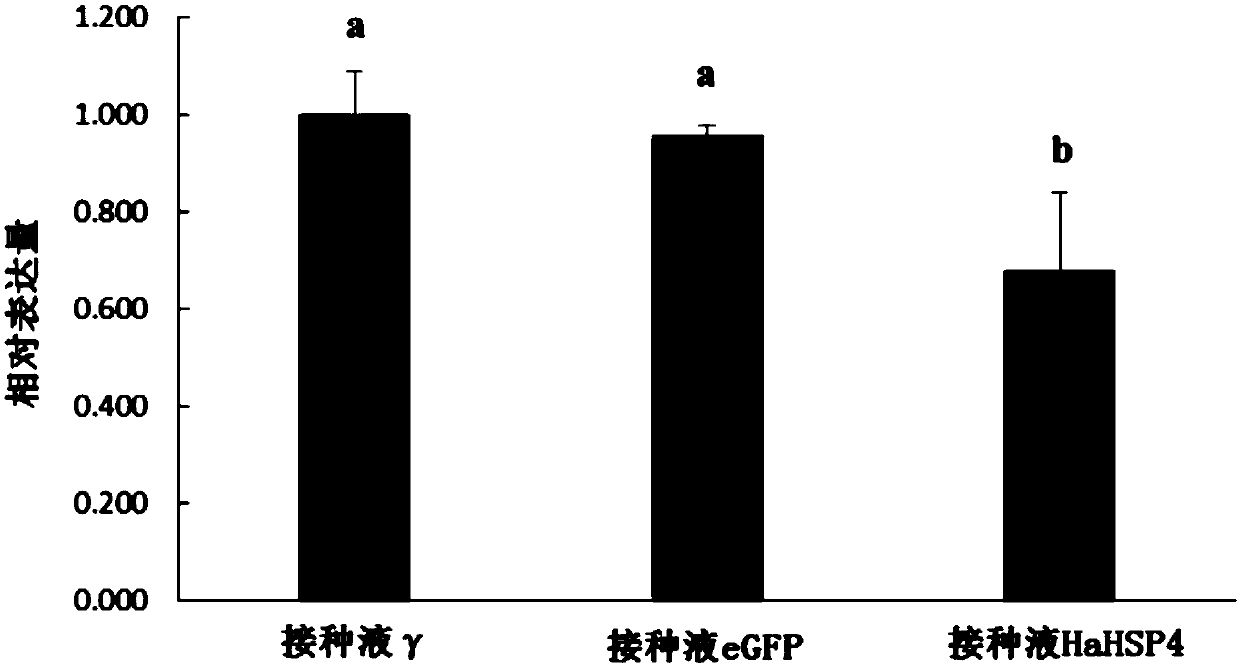 HaHSP4 protein of cereal cyst nematode and coding gene and application thereof
