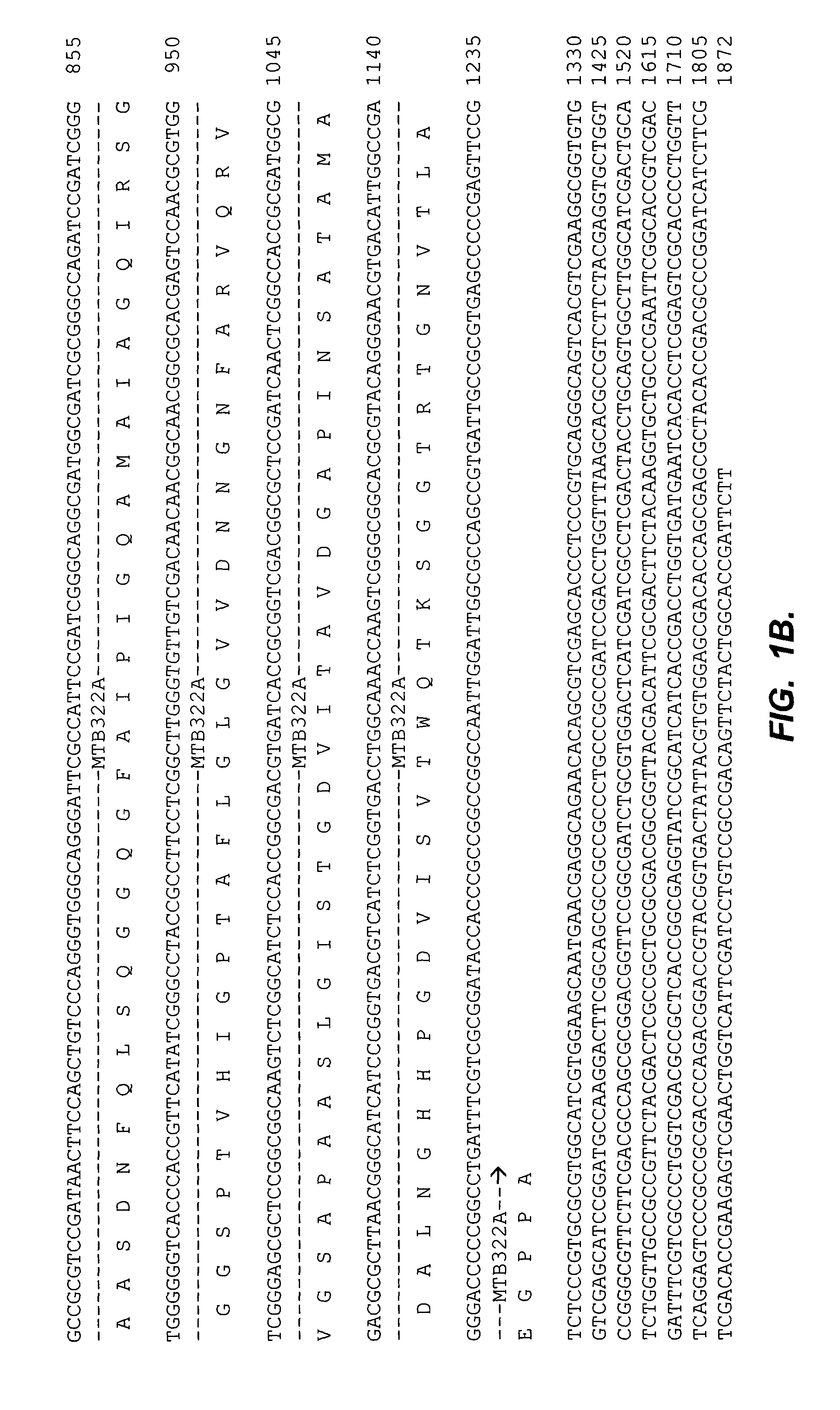 Methods of using a <i>Mycobacterium tuberculosis </i>coding sequence to facilitate stable and high yield expression of the heterologous proteins