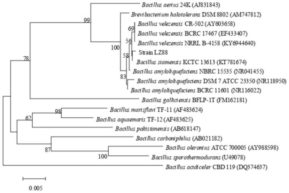 A Strain of Bacillus siamese and Its Application