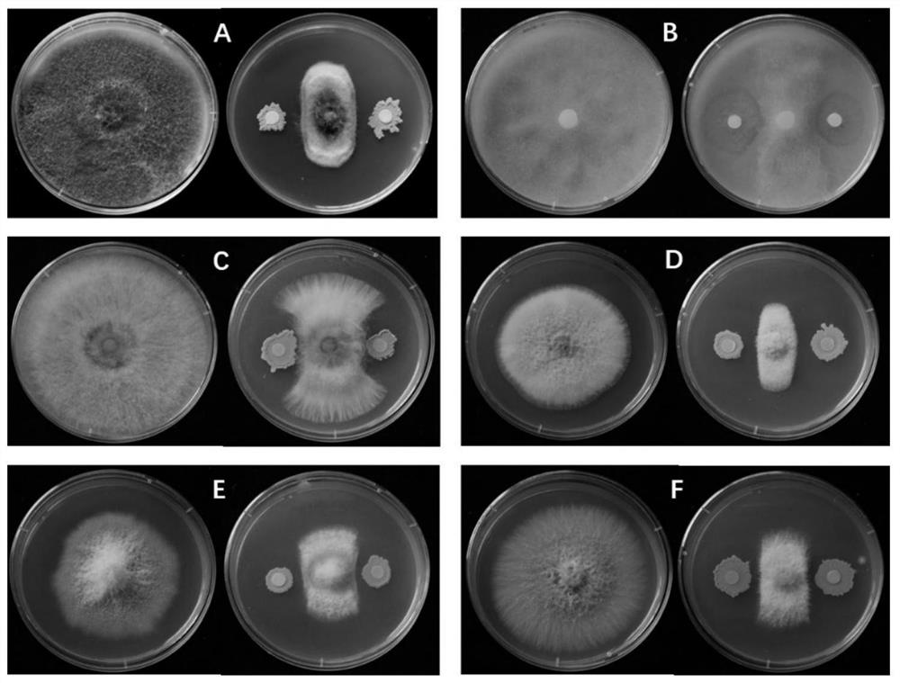 A Strain of Bacillus siamese and Its Application