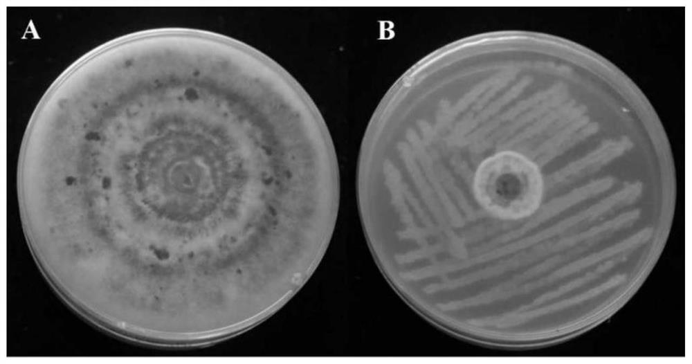 A Strain of Bacillus siamese and Its Application