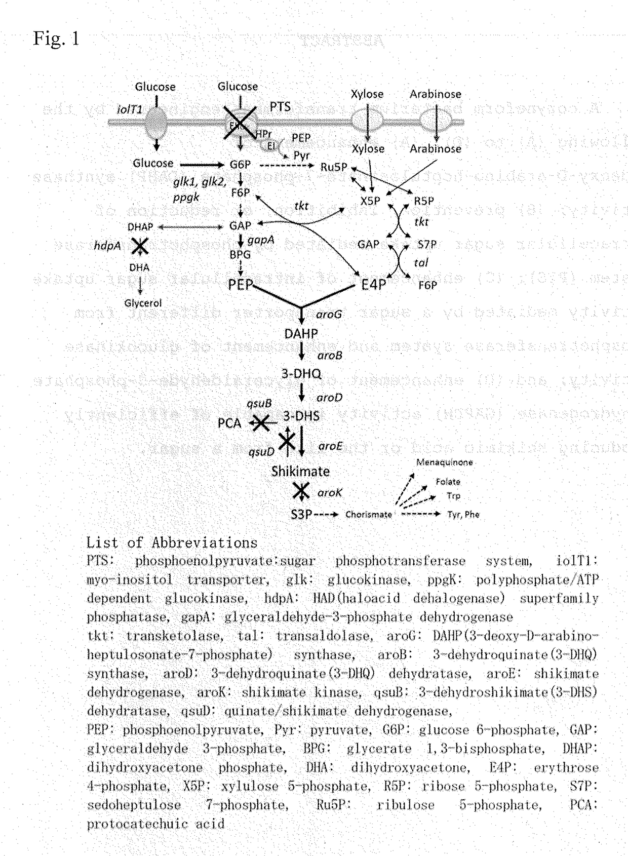 Coryneform bacterium transformant and process for producing organic compound using the same