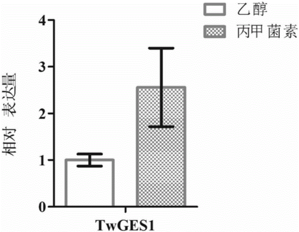 Tripterygium wilfordii diterpene synthase TwGES1 and encoding gene and application thereof