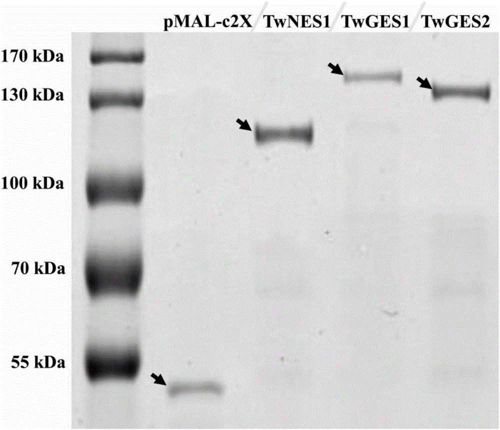 Tripterygium wilfordii diterpene synthase TwGES1 and encoding gene and application thereof