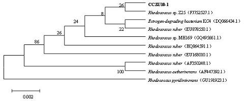 Rhodococcussp.CCZU10-1 and method for synthesizing benzoyl formic acid through nitrile hydrolysis by using same