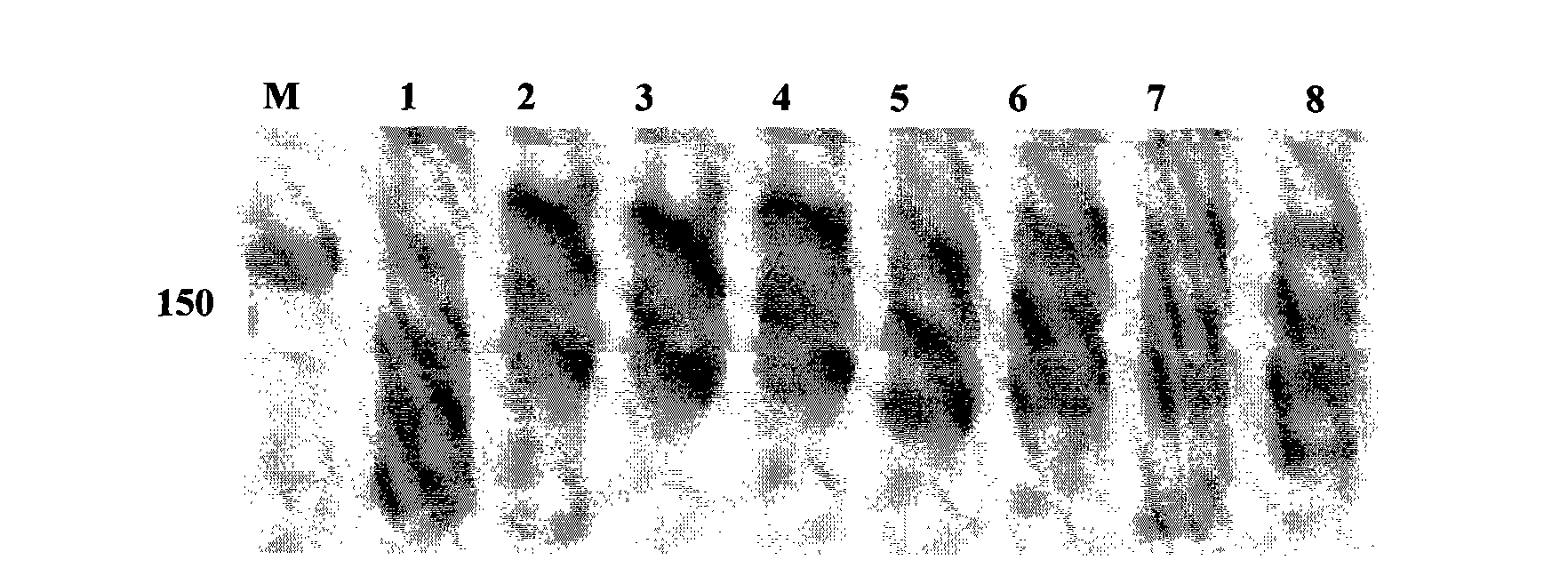 Flax micro-satellite DNA mark