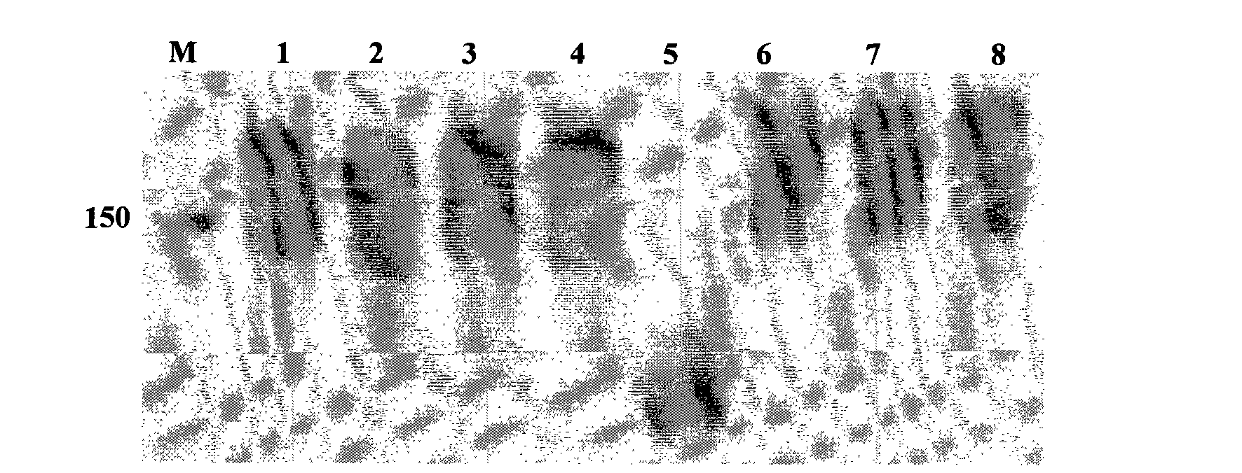 Flax micro-satellite DNA mark
