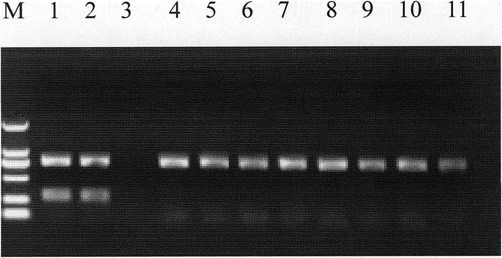 Gelsemium elegans Benth discriminating primer and Gelsemium elegans Benth discriminating PCR method