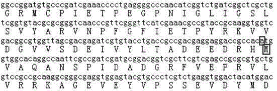 MTB (mycobacterium tuberculosis) rpoB mutant gene and application thereof