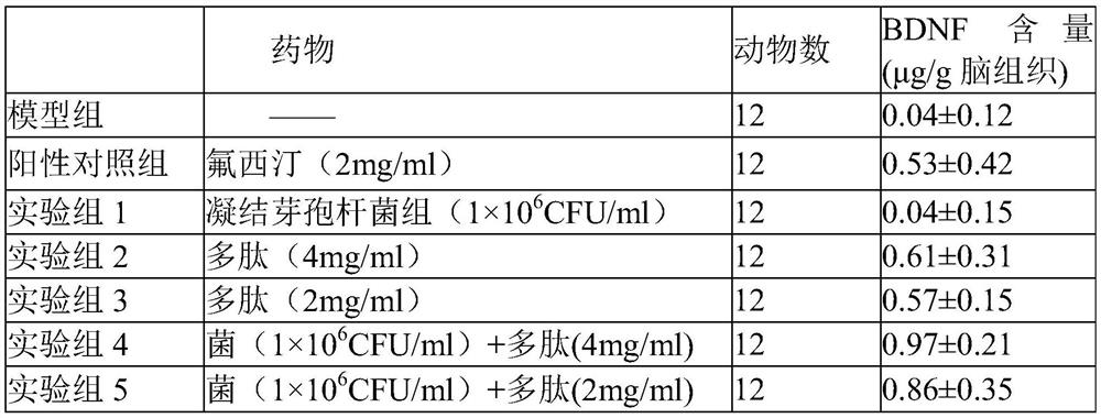 Bacillus coagulans preparation for treating depression