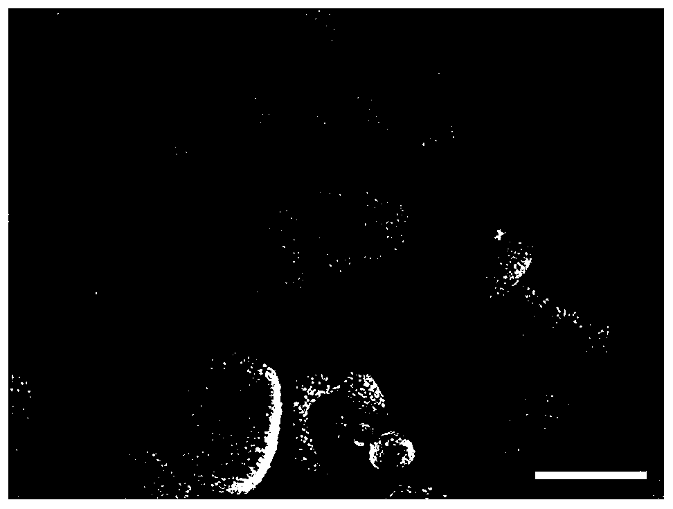 Anti-scouring and high-persistence pesticide microsphere and preparation method thereof