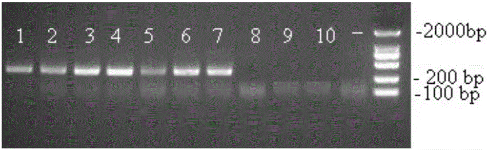 Vigna radiata specific PCR (polymerase chain reaction) primer pair and method for detecting vigna radiata in phytophagous insect bodies