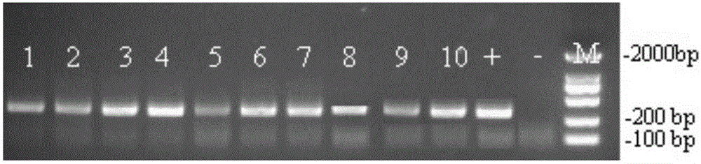 Vigna radiata specific PCR (polymerase chain reaction) primer pair and method for detecting vigna radiata in phytophagous insect bodies