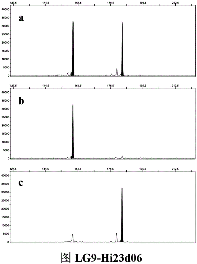 SSR (simple sequence repeat) molecular marker V for identifying descendant plants of Gala apple and application thereof