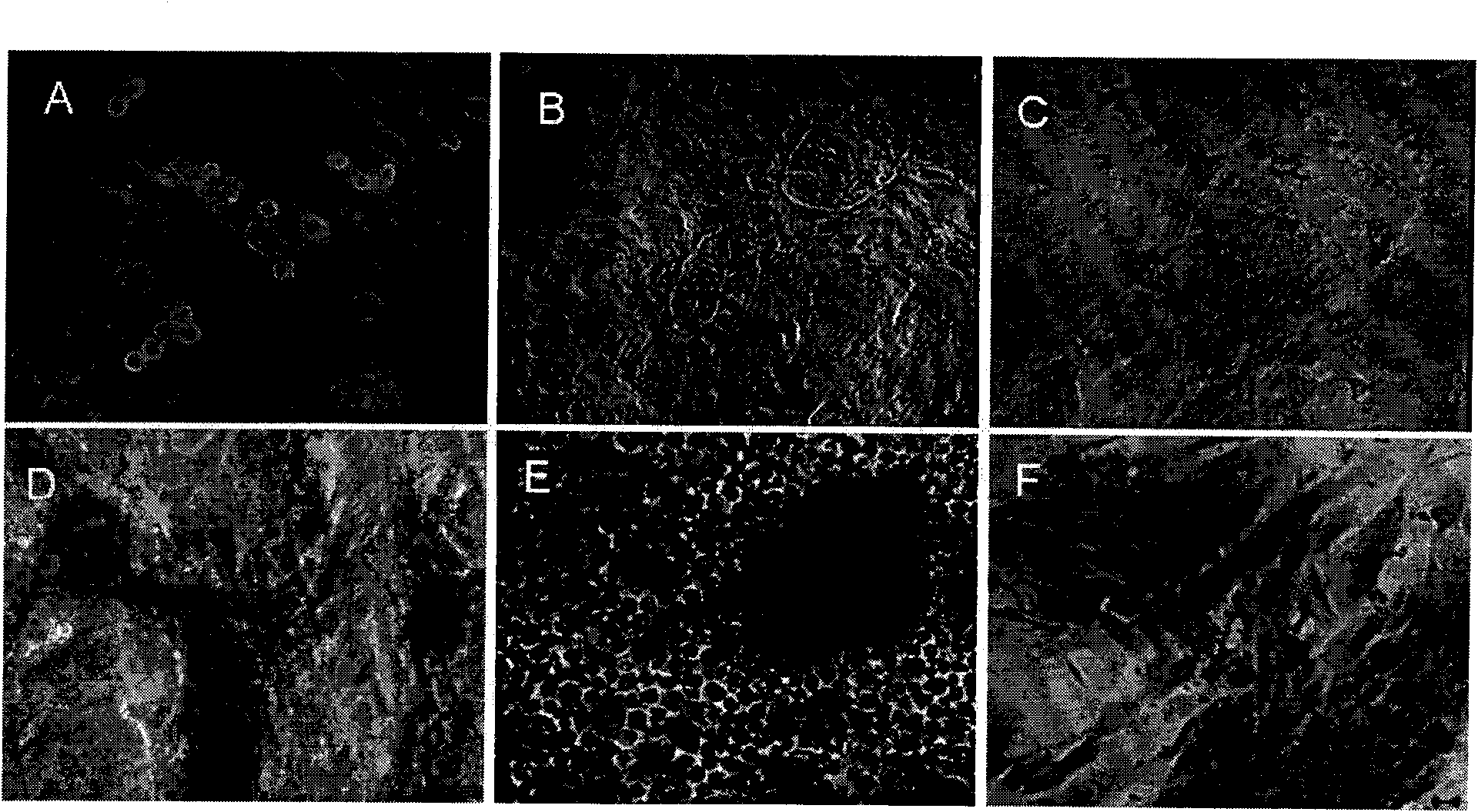 Method for in-vitro separation and culture of goat male germ stem cells