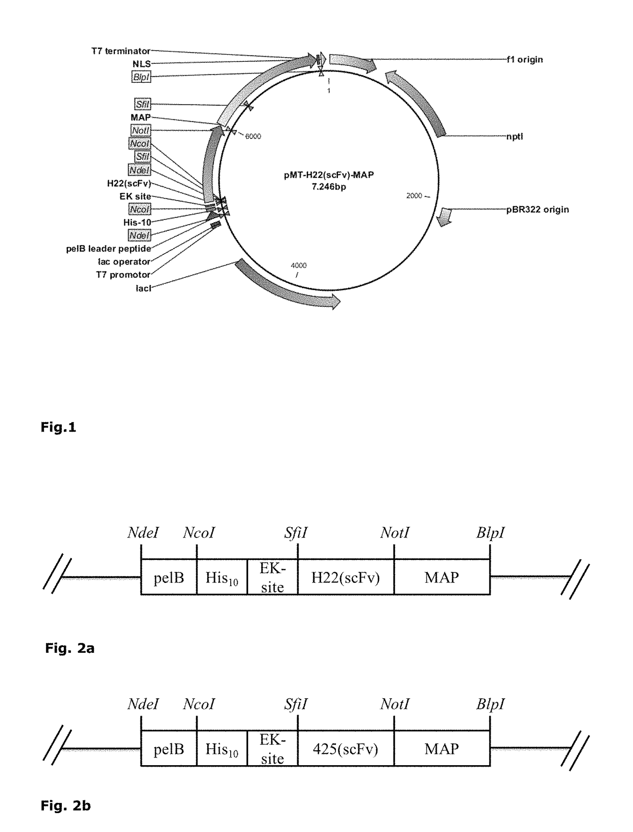 Microtubule-modifying compound