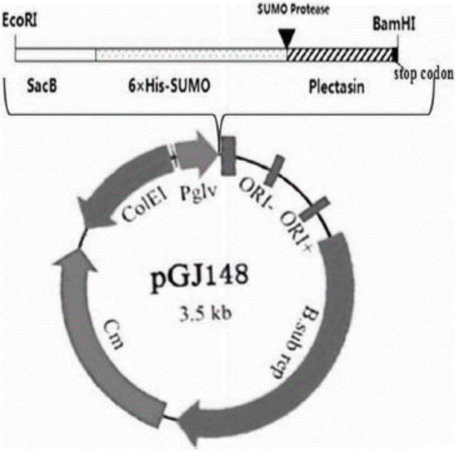 Plectasin expressed through bacillus subtilis and expressing method thereof