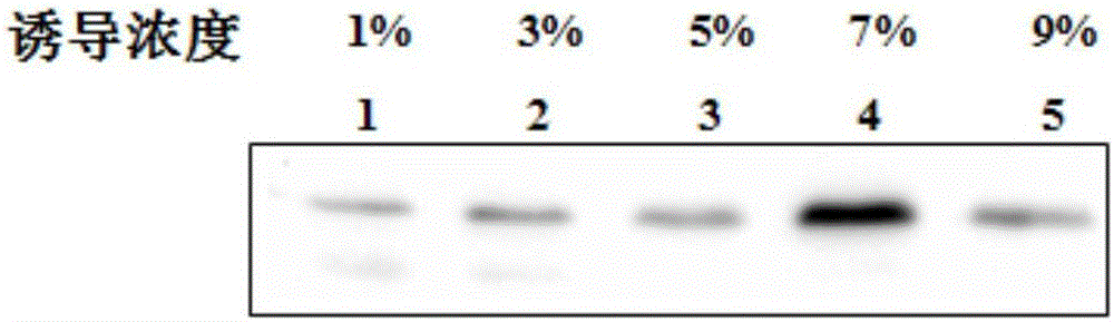 Plectasin expressed through bacillus subtilis and expressing method thereof