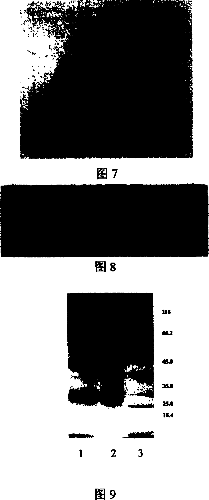 Mononal antibody against avermectin, hybridoma cell line secreting the same and its preparation method