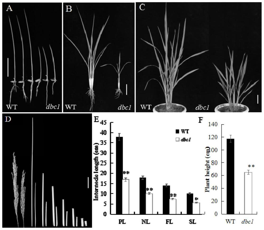 Regulatory gene of rice dwarf brittle mutant dbc1 and its application
