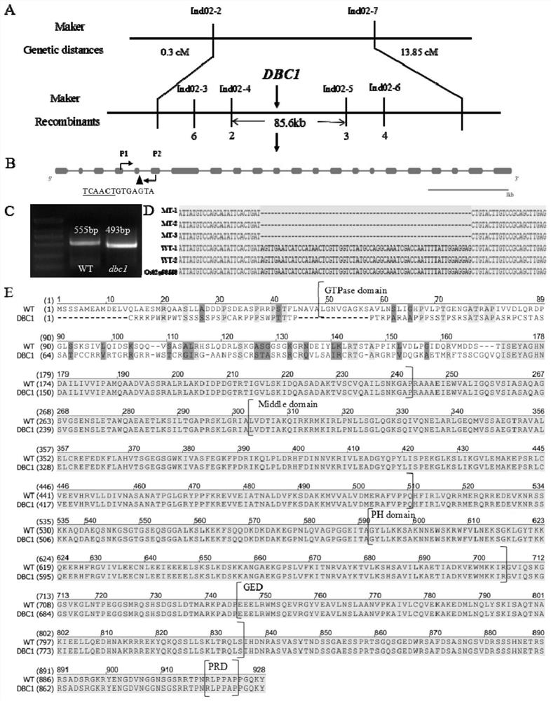 Regulatory gene of rice dwarf brittle mutant dbc1 and its application