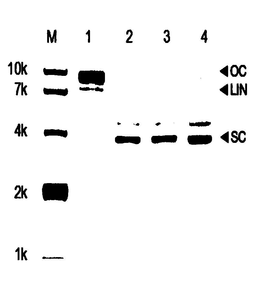 PIWI protein induced by nucleotide fragment and provided with specific endonuclease activity