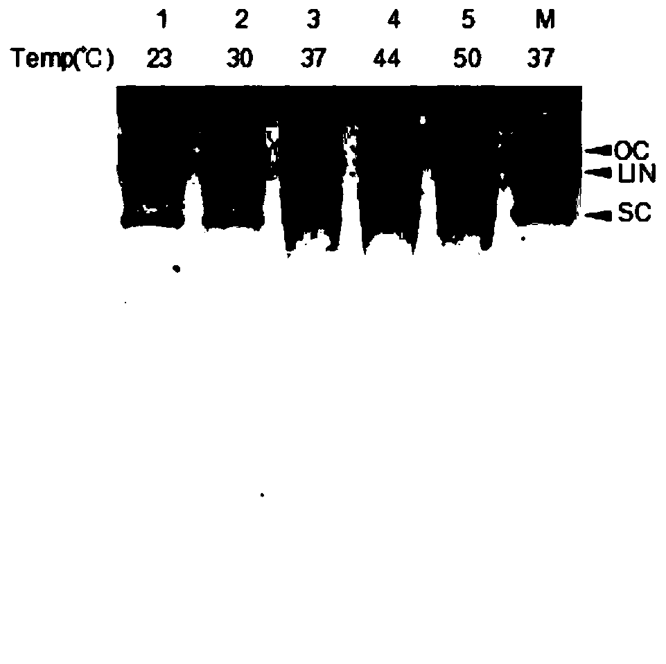 PIWI protein induced by nucleotide fragment and provided with specific endonuclease activity